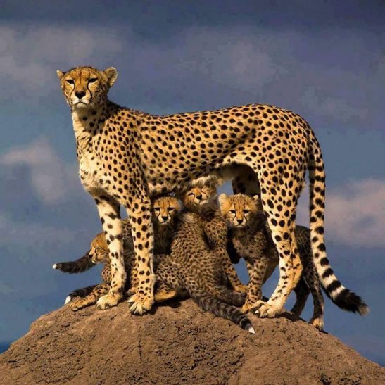 Maman guépard et ses petits